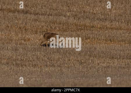 Männlicher chinesischer Wasserhirsch - Hydropotes inermis. Stockfoto