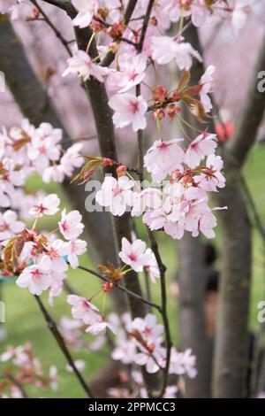 Foto Kirschbaumblüten großer, verschwommener Hintergrund Stockfoto