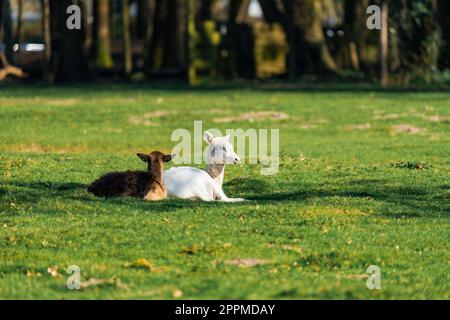 Weibliches Albino-Reh, das auf dem Gras in der Sonne sitzt Stockfoto