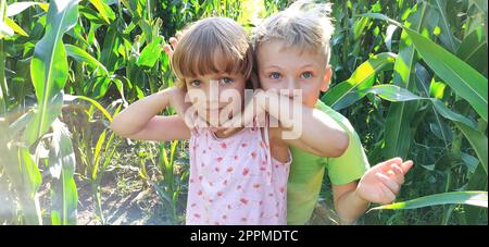 Kinder im Mais. Ein Junge und ein Mädchen im Alter von 6 und 7 Jahren gehen auf dem Weg zwischen großen Maispflanzen. Auf dem Feld spielen. Ich sehe in die Kamera. Sommerzeit. Kinder mit blonden Haaren Stockfoto