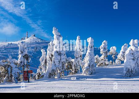 Landschaft mit Schnee im Winter in Ruka, Finnland Stockfoto