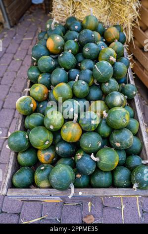 Grüne runde Kürbisse Zierrippen, die während der Erntesaison im Oktober in einer Holzkiste auf einem Bauernhof liegen und zum Verkauf angeboten werden, Blick aus einem großen Winkel, vertikaler Schuss Stockfoto