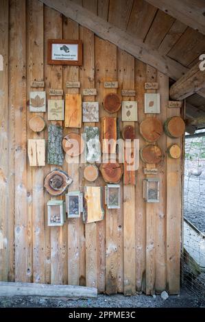 Geschnittene Baumstämme verschiedener deutscher Forstbaumarten hängen an einer Holzwand als Dekoration für Kinder, von der sie lernen können, vertikaler Schuss Stockfoto