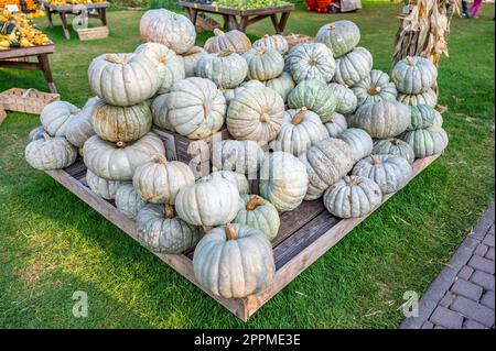 Große weiße grüne essbare Kürbisse, die auf einer Holzpyramide auf einem Bauernhof liegen und während der Erntesaison im Oktober zum Verkauf angeboten werden, mit Blick von oben Stockfoto