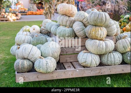 Große weiße, essbare Kürbisse, die auf einer Holzpyramide auf einem Bauernhof liegen und während der Erntesaison im Oktober zum Verkauf angeboten werden Stockfoto