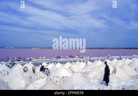 Senegal – Mitarbeiter, die Salz am rosa See für die Salzindustrie sammeln. Lake Retba oder Lac Rose ist benannt nach seinem rosa Wasser, das von Dunaliella salina verursacht wurde Stockfoto