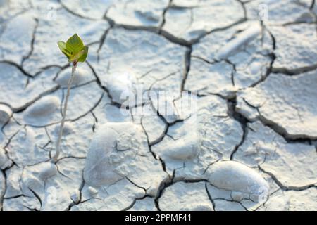 Textur, Hintergrund von trockenem, gerissenem Erdboden. Tiefe Risse im Boden als Symbol für heißes Klima und Dürre. Weltweite Wasserknappheit auf dem Planeten. Konzept Stockfoto