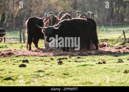 Highland kämpft bei Sonnenlicht auf einem Feld Stockfoto