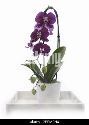 Orchidee in einem Topf in einem weißen Holzkasten auf weißem Hintergrund Stockfoto