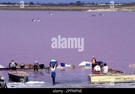 Senegal – Mitarbeiter, die Salz am rosa See für die Salzindustrie sammeln. Lake Retba oder Lac Rose ist benannt nach seinem rosa Wasser, das von Dunaliella salina verursacht wurde Stockfoto