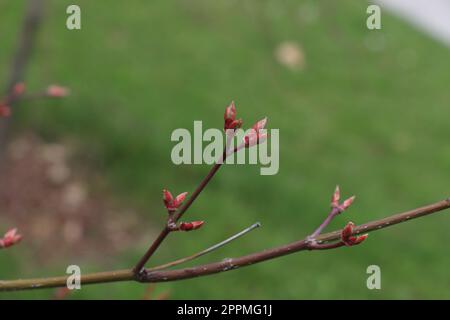 Nahaufnahme von Zweigen mit Knospen auf der grünen Kaskade des Acer Japonicum Stockfoto