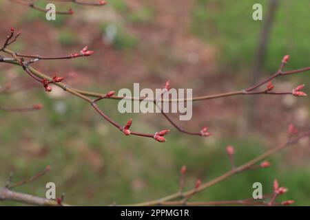 Nahaufnahme von Zweigen mit Knospen auf der grünen Kaskade des Acer Japonicum Stockfoto