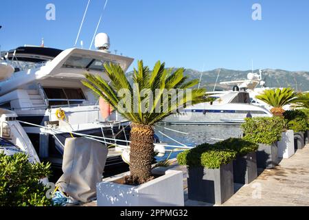 Eine sehr schöne Palme in der Mitte des Yachtparkplatzes am Pier in Montenegro. Reisen, Urlaub, Urlaub auf See. Stockfoto