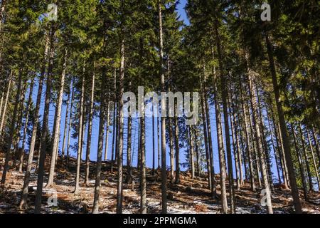 Gerade grüne Kiefern in einem Wald und dunkelblauer Himmel im Frühling Stockfoto