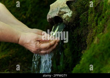 Eine Frau, die sich mit ihren Händen in einer Quelle kristallklarem Wasser, bedeckt mit Moos und Farnen, im Wald Wasser holt Stockfoto