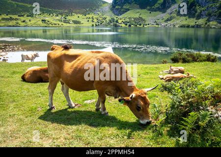 Kühe um den Enol-See in Picos de Europa, Asturien, Spanien Stockfoto