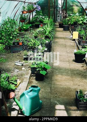 Töpfe mit Zierpflanzen, Blüten und essbaren Pflanzen, Gartenwerkzeuge und Gießdosen im Gewächshaus Stockfoto