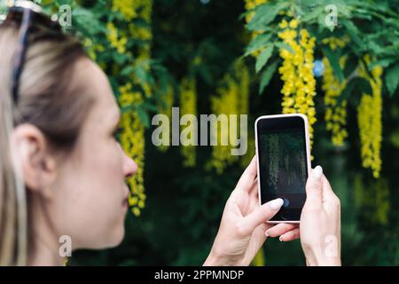 Eine Frau fotografiert auf ihrem Smartphone die gelben Blumen blühender Laburnum Anagyroides oder goldenen Regen Stockfoto