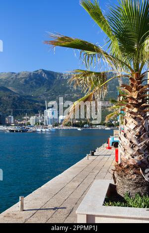 Eine sehr schöne Palme in der Mitte des Yachtparkplatzes am Pier in Montenegro. Stockfoto