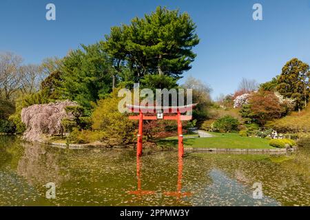 Japanese Hill-and-Pond Garden, Brooklyn Botanical Gardens, Brooklyn, New York, USA Stockfoto