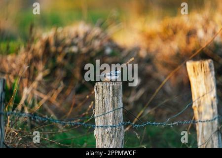 Weißer Schwanz auf einem Zaunpfahl aus Holz Stockfoto