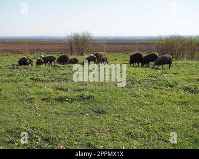 Eine Herde Schafböcke auf dem Feld. Wiederkäuer grasen auf der Wiese. Schafe und Schafe werden bis ins Gras gezüchtet. Landwirtschaft und Tierhaltung in Serbien. Braune oder schwarze Schafrasse. Tiere für die Wollproduktion Stockfoto