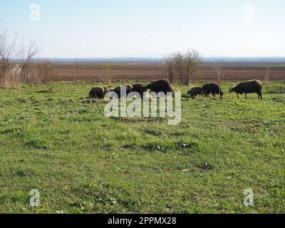 Eine Herde Schafböcke auf dem Feld. Wiederkäuer grasen auf der Wiese. Schafe und Schafe werden bis ins Gras gezüchtet. Landwirtschaft und Tierhaltung in Serbien. Braune oder schwarze Schafrasse. Tiere für die Wollproduktion Stockfoto