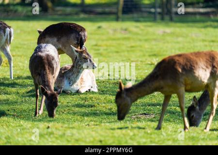 Weibliche Hirsche, die an einem sonnigen Tag auf dem Gras sitzen und von weiblichen Hirschen umgeben sind Stockfoto