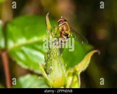 Erwachsene weibliche Tiere der britischen Wespe imitieren Hoverfly-Arten, Syrphus ribesii, Ei, die zwischen grünen Rosenblattläusen liegen Stockfoto
