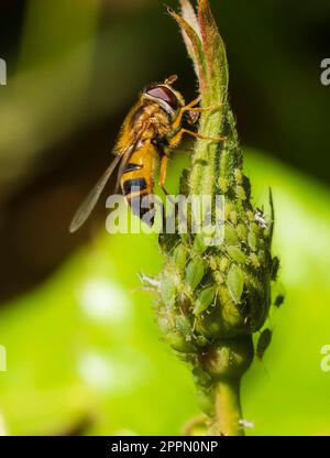 Ausgewachsene Frau der britischen Hoverfly species, Epistrophe Eigner, die Honigtau von grünen Rosenblattläusen isst Stockfoto