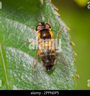 Erwachsene Frau der im Frühling fliegenden britischen Hoverfly-Art, Epistrophe-Eigner Stockfoto