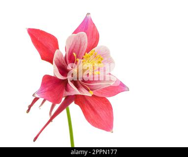 Isolierte Blüte der Akelei (Aquilegia) Blume Stockfoto