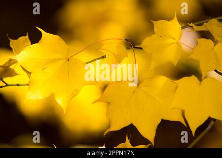 Herbst scenic mit gelben Ahornblätter Stockfoto