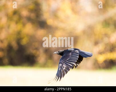 Schwarzen Craw fliegt über eine Wiese Stockfoto