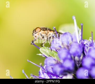 Makro einer Fliege auf eine lila Blume Stockfoto