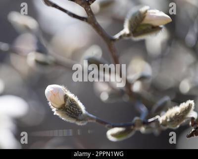 Nahaufnahme einer frischen, weißen Sternmagnolien-Blütenknospe Stockfoto