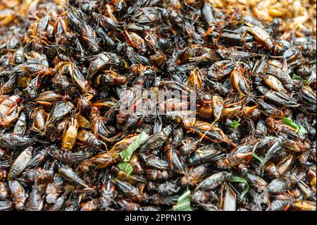 Viele Proteinkäfer, das Essen der Zukunft Stockfoto