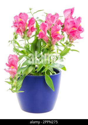 Isolierte eingemachte Blauer Drache Blume (Antirrhinum) Stockfoto