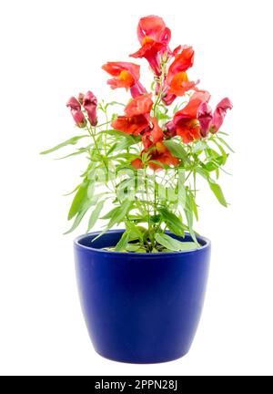 Isolierte eingemachte Blauer Drache Blume (Antirrhinum) Stockfoto