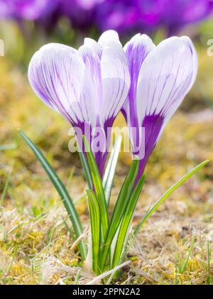 Eine Gruppe von lila und weißen crocus Blumen im Garten Stockfoto