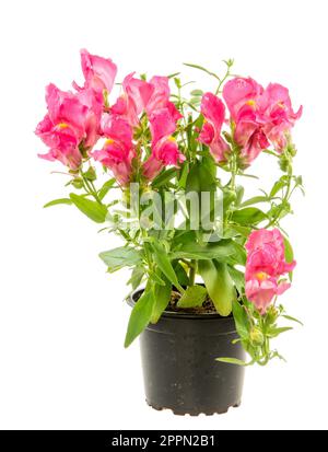 Isolierte eingemachte Blauer Drache Blume (Antirrhinum) Stockfoto