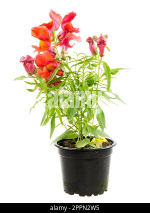 Isolierte eingemachte Blauer Drache Blume (Antirrhinum) Stockfoto