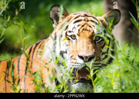 Wilden sibirischen Tiger (Panthera Tigris Altaica) in den Dschungel Stockfoto