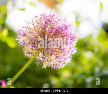 Riesige Zwiebel (Allium Giganteum) Blume Blüte Stockfoto