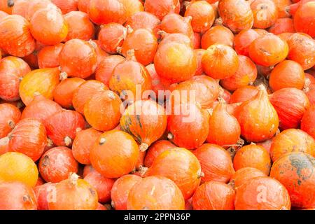 Hintergrund mit einem Haufen von red Kuri Kürbis Kürbisse Stockfoto