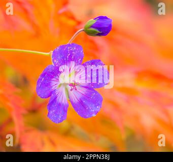 Nahaufnahme einer Blüte lila Geranium Blüte Stockfoto