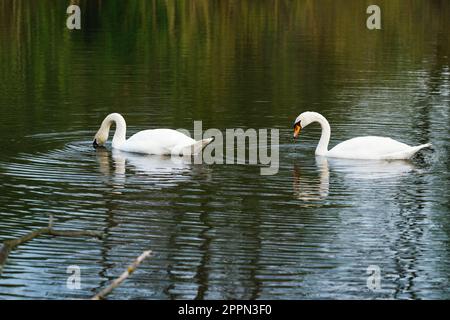 Nahaufnahme von zwei Schwanen am See Stockfoto