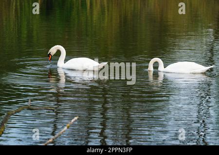 Nahaufnahme von zwei Schwanen am See Stockfoto