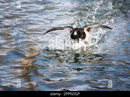 Nahaufnahme von einem fliegenden Reiherenten Landung im Wasser Stockfoto