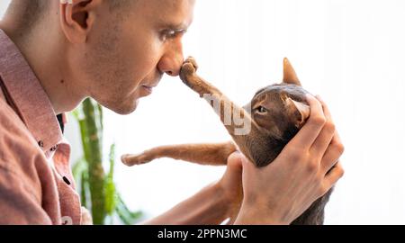 Ein Mann, der die blaue abyssinische Katze zu Hause in der Sonne behutsam in seinen Armen hält. Schöne und zufriedene Hauskatze berührt die Nase des Besitzers mit seiner Pfote. Liebe Stockfoto